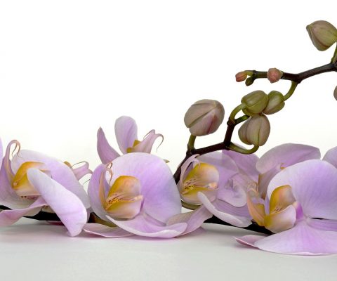 Come coltivare l’orchidea