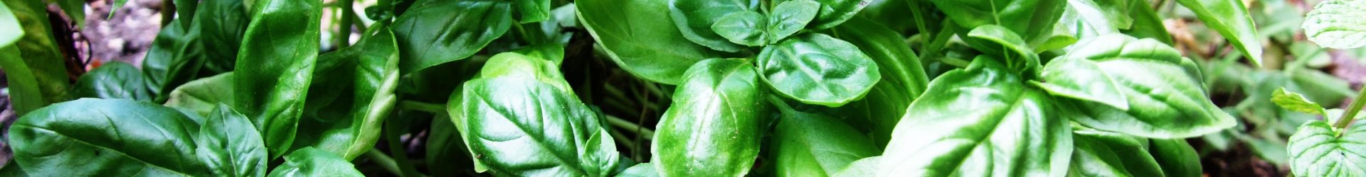 Ocimum basilicum