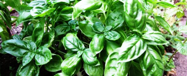 Ocimum basilicum