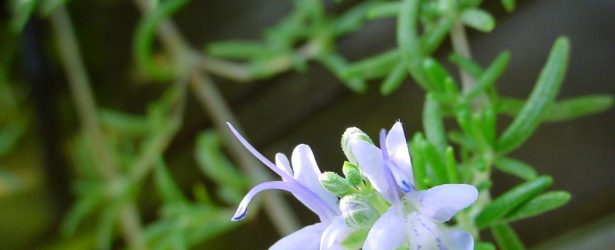 Pianta aromatica