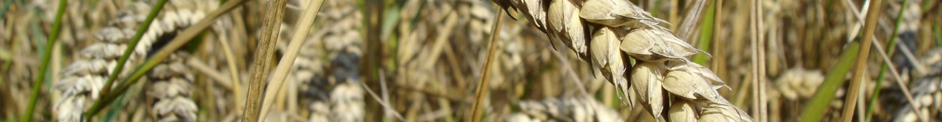 Triticum