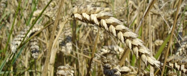 Triticum